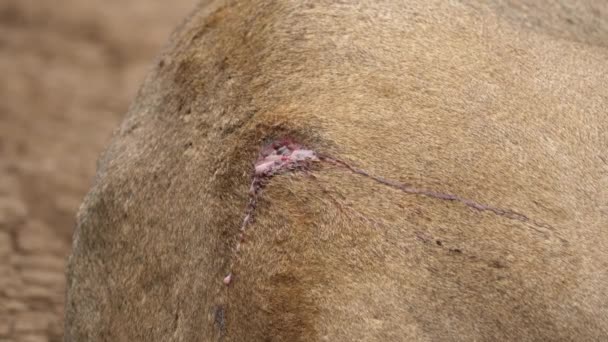 一只受伤的狮子背上流血的伤口 — 图库视频影像