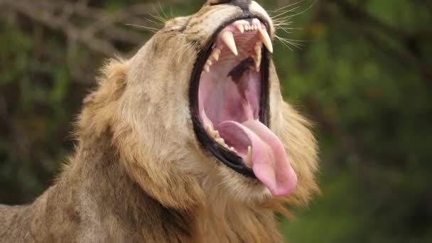 Plan Rapproché Dramatique Lion Adulte Bâillant Exposant Ses Crocs Tranchants — Video