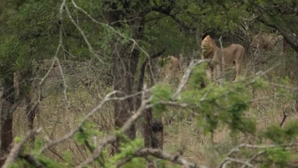 アフリカの荒野で雄ライオンの誇りの追跡ショット — ストック動画