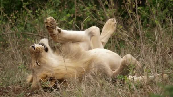 成年狮子在干枯的草地上打滚 舔着爪子 靠得很近 侧面被射中 — 图库视频影像