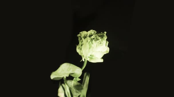 Rose Jako Lisianthus Mírumilovná Květinka Kvetoucí Jemné Okvětní Lístky — Stock video
