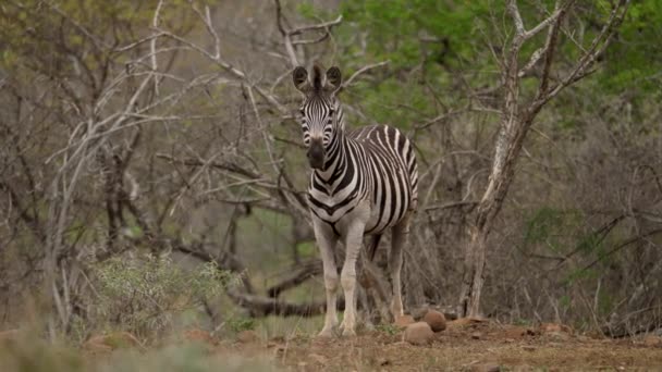 Zebra Står Orörlig Och Stirrar Intensivt Kameran Framifrån — Stockvideo