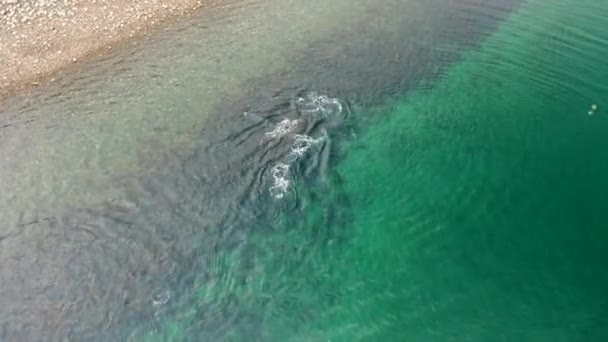 Vista Aérea Que Muestra Una Vaina Delfines Peale También Conocidos — Vídeo de stock