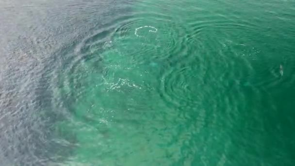 Tiro Aéreo Mostrando Golfinhos Peale Também Conhecido Como Lagenorhynchus Australis — Vídeo de Stock