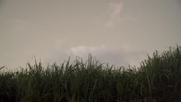 Hojas Caña Azúcar Bailando Viento Con Fondo Nublado — Vídeo de stock