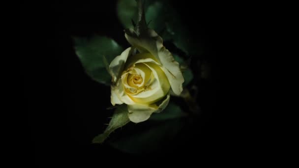 Delicado Blanco Con Una Pizca Rosa Amarilla Floreciendo Sobre Fondo — Vídeo de stock