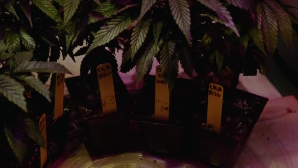 Dyi Cannabis Clones Recorta Marihuana Thc Cbd Casa Creciendo Una — Vídeos de Stock