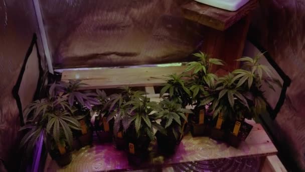 Dyi Cannabis Μαριχουάνα Thc Cbd Σπίτι Αυξάνεται Μια Σκηνή Φώτα — Αρχείο Βίντεο