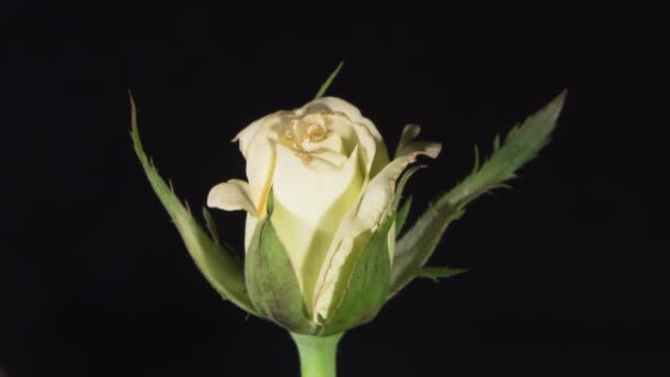 Λεπτό Λευκό Μια Πινελιά Ροζ Τριαντάφυλλου Ανθίζει Μαύρο Φόντο — Αρχείο Βίντεο