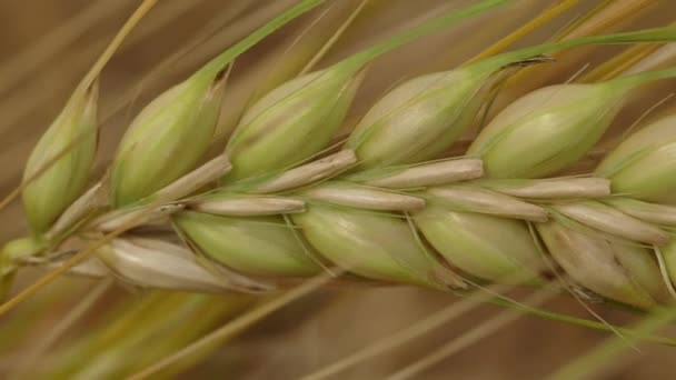 小麦の耳の極端なクローズアップ 風に揺れる畑の緑の小麦の耳 — ストック動画