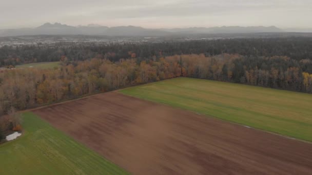 Drone Filmación Praderas Agrícolas Cerca Espeso Bosque Arbolado Entorno Desarrollo — Vídeo de stock