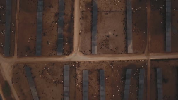 Vue Aérienne Vue Birdseye Une Gigantesque Ferme Bovine Parc Engraissement — Video