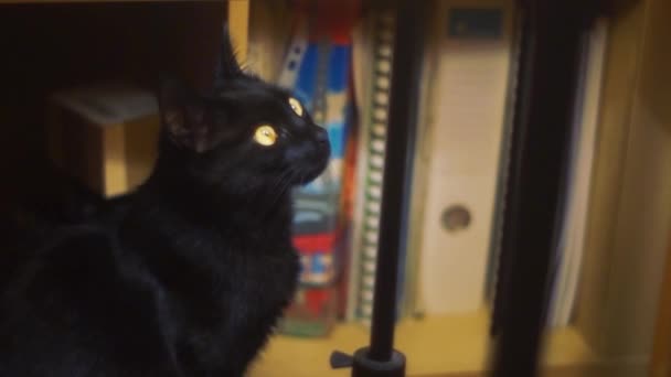 Nyfiken Svart Katt Står Upp Mot Kameran — Stockvideo