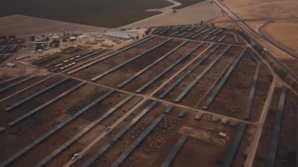 Aéreo Fazenda Enorme Gado Confinamento — Vídeo de Stock