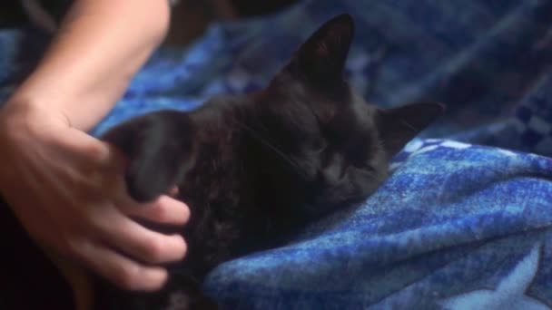 Leuke Zwarte Kat Met Gouden Ogen Rustend — Stockvideo