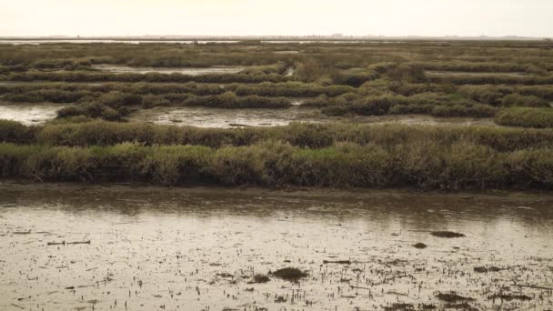 Lit Rivière Boueux Dans Une Marée Basse Avec Peu Eau — Video