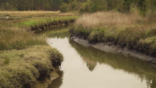 Lecho Río Fangoso Una Marea Baja Con Poco Agua Que — Vídeos de Stock