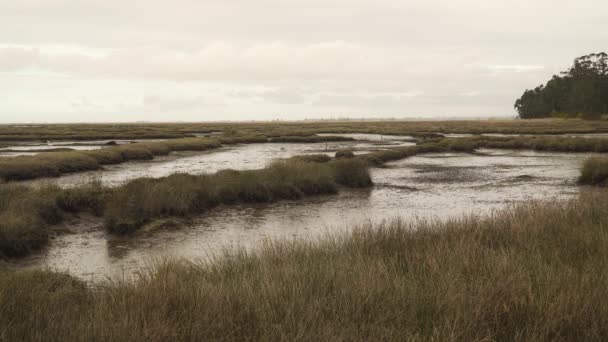 Modderige Rivierbedding Een Laagwater Met Wat Water Stroomt Langs Rivier — Stockvideo