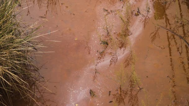 Lecho Río Fangoso Una Marea Baja Con Poco Agua Que — Vídeo de stock