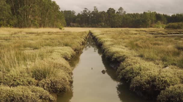 Modderige Rivierbedding Een Laagwater Met Wat Water Stroomt Langs Rivier — Stockvideo