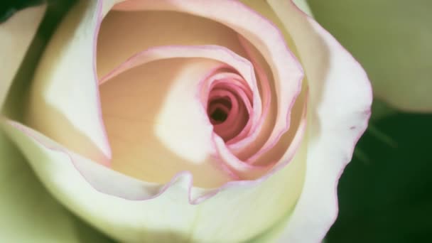 Нежный Белый Примесью Розовой Розы Цветущей Зеленом Фоне Макроса — стоковое видео