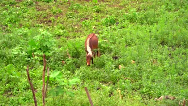 Çiftlikte Otlatıyor Tarlada — Stok video