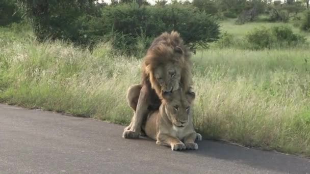 León Leona Matting Animales Salvajes Camino Desierto Africano — Vídeos de Stock