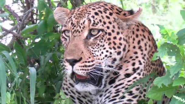 Κοντινό Πλάνο Του Leopard Snarl Και Ψάχνει Για Prey Στο — Αρχείο Βίντεο