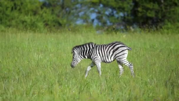 Młody Źrebak Zebra Pięknym Krajobrazie Łąk Afryki Pełne Śledzenie Strzał — Wideo stockowe