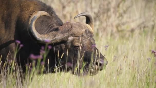 Pâturage Cape Buffalo Africain Cornes Dans Les Savanes Des Prairies — Video