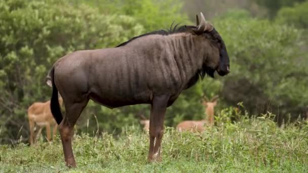 Πλάγια Άποψη Του Κερασφόρου Gnu Wildebeest Στην Αφρικανική Άγρια Ζωή — Αρχείο Βίντεο