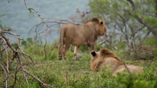 Dois Leões Alerta Deserto Africano Caminham Embora Movimento Lento — Vídeo de Stock