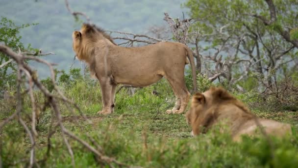 Dua Singa Jantan Melihat Keluar Afrika Savanna Grasslands Landscape — Stok Video
