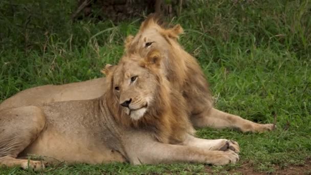 Dua Singa Jantan Afrika Beristirahat Lanskap Grassland Closeup — Stok Video