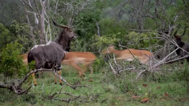 Nyala Antelope Sorprendida Por Manada Impala África Reserva Animales Caza — Vídeo de stock