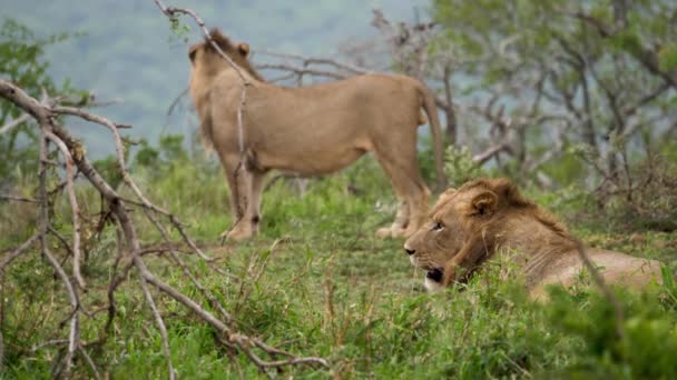 Male Lions African Savanna Grassland Landscape Static View — Stok Video