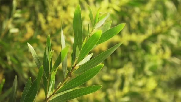 Primer Plano Rama Hoja Verde Una Acacia Longifolia Comúnmente Conocida — Vídeos de Stock