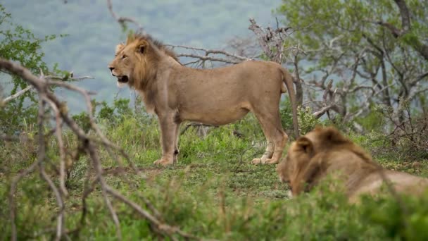非洲野生动物自然保护区的两只狮子 — 图库视频影像