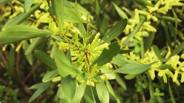 Primer Plano Una Hoja Verde Rama Flor Una Acacia Longifolia — Vídeos de Stock