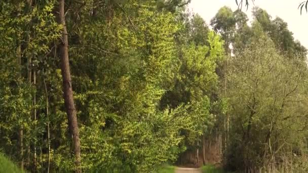 Vista Alguna Acacia Longifolia Comúnmente Conocida Como Sallow Wattle Temblando — Vídeos de Stock