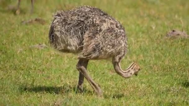 Jonge Struisvogel Eet Gras Met Andere Baby Kudde Zuid Afrika — Stockvideo