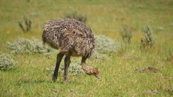 Juvenile Ostrich Pecks Grass Green Savanna Grassland Windy Day — Stock Video