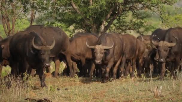 Cape Buffalo Herd Walk Camera Somkhanda Game Reserve Dél Afrika — Stock videók