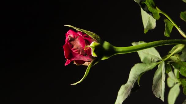 Rosa Vermelha Com Haste Florescendo Fundo Preto Vertical Time Lapse — Vídeo de Stock