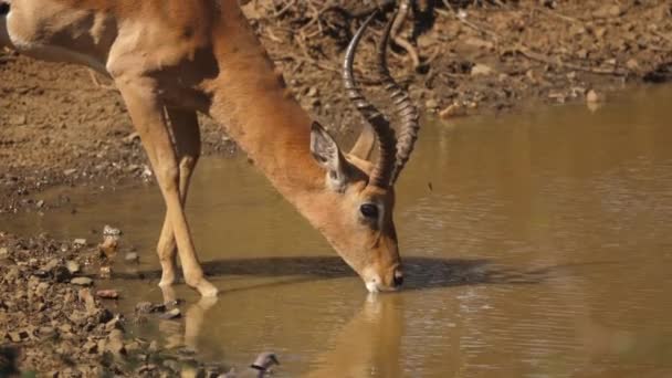 Gehoornde Mannelijke Impala Drinkt Uit Waterput Geschrokken Slow Motion Closeup — Stockvideo