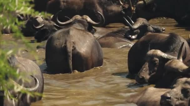 Movimento Lento Búfalo Africano Coloca Buraco Água Lamacento Com Rebanho — Vídeo de Stock