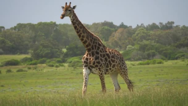 Girafe Marche Lentement Travers Les Prairies Savane Afrique Sud Suivez — Video