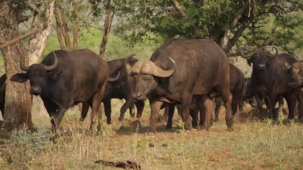 アフリカの水牛の群れがゲームリザーブでサバンナの木を歩く — ストック動画