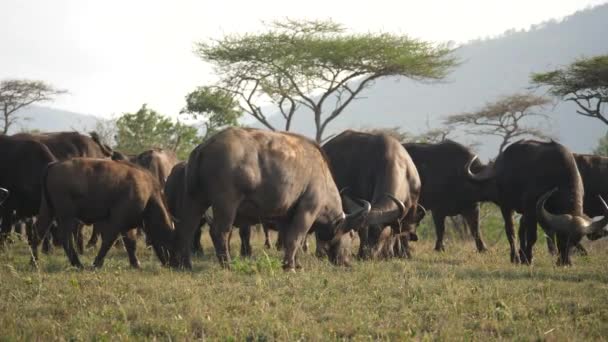 Slow Motion Flock Vilda Afrikanska Bufflar Graze Gräs Savanna Landskap — Stockvideo