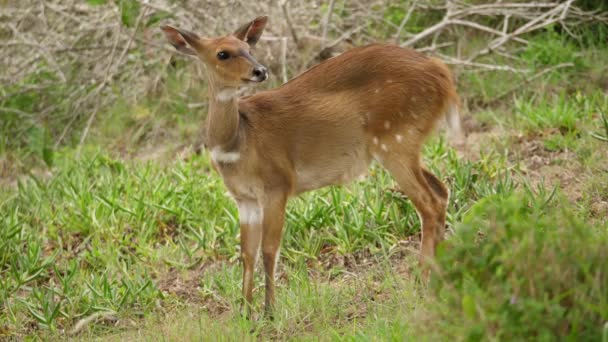 Vrouwelijke Bushbuck Antilope Voorzichtig Ruikt Lucht Keert Terug Naar Grazen — Stockvideo